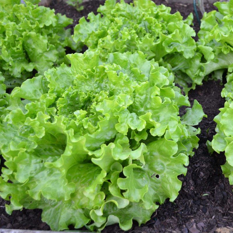 生菜籽种子四季球生菜生吃脆甜玻璃生菜种子阳台盆栽秋季蔬菜