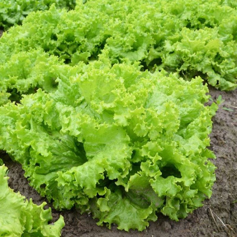 生菜籽种子四季球生菜生吃脆甜玻璃生菜种子阳台盆栽秋季蔬菜