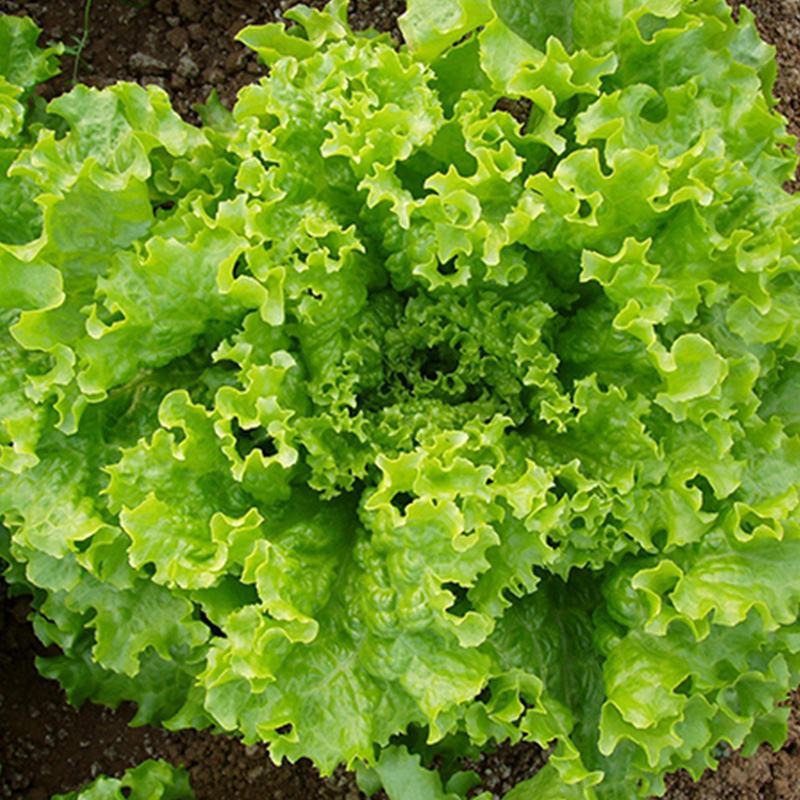 生菜籽种子四季球生菜生吃脆甜玻璃生菜种子阳台盆栽秋季蔬菜