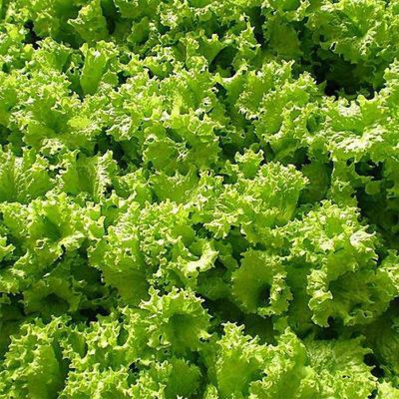 生菜籽种子四季球生菜生吃脆甜玻璃生菜种子阳台盆栽秋季蔬菜