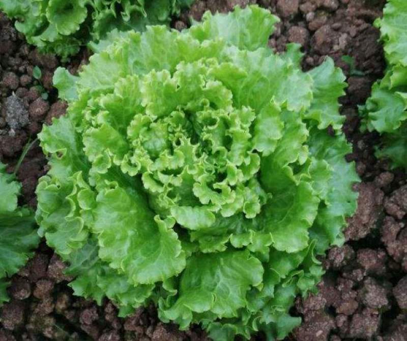 生菜籽种子四季球生菜生吃脆甜玻璃生菜种子阳台盆栽秋季蔬菜