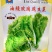 生菜籽种子四季球生菜生吃脆甜玻璃生菜种子阳台盆栽秋季蔬菜