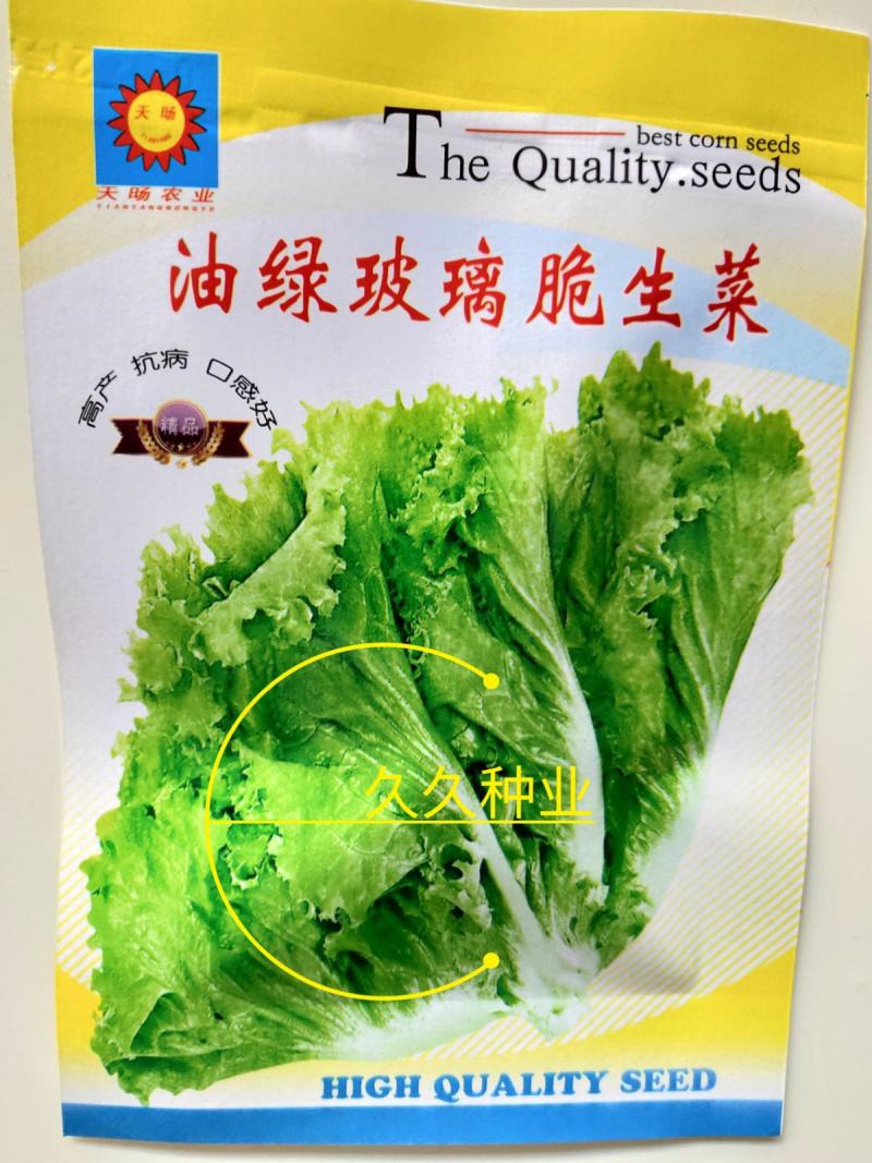 生菜籽种子四季球生菜生吃脆甜玻璃生菜种子阳台盆栽秋季蔬菜