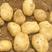 【推荐】全国代收各种规格土豆，支持视频看货，现场看货，