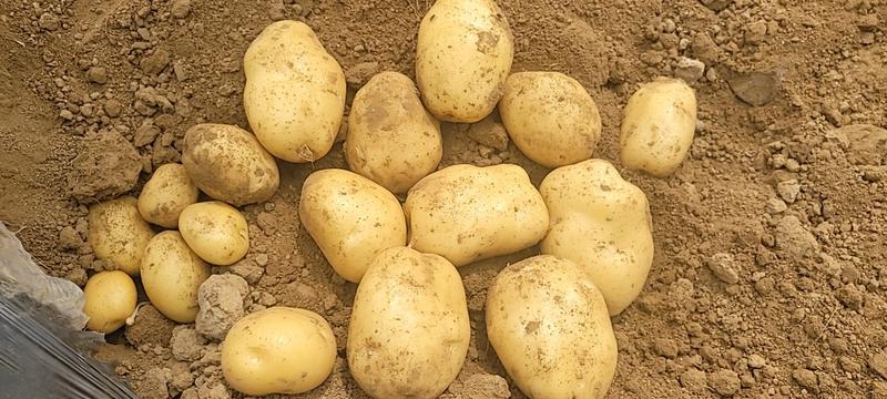 【推荐】全国代收各种规格土豆，支持视频看货，现场看货，