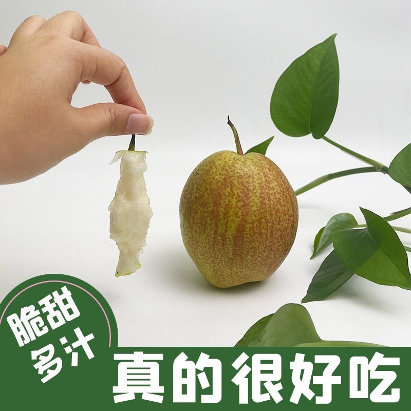 【热销】新梨七号2022新品上市量大从优质量保证价格优惠