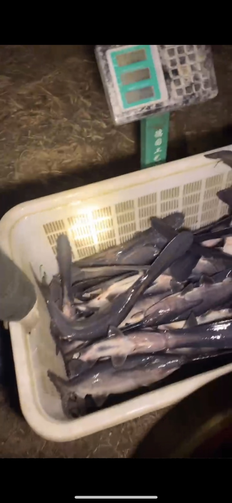 鸭嘴鲟江苏鸭嘴鱼个头大肉质嫩欢迎新老客户联系选购