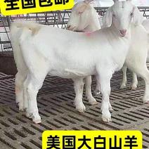 美国大白山羊支持线上交易白山羊种羊包邮可视频选羊