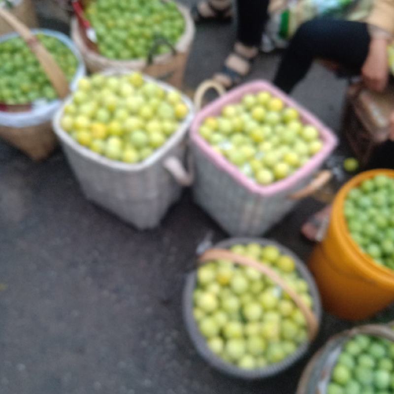 桃花李，大量上市，欢迎选购