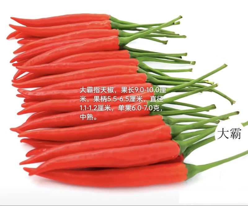 火霸朝天椒苗，一代杂交单生朝天椒，颜色靓丽，顺直美观