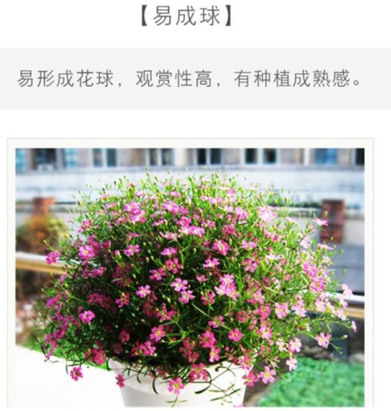 满天星花种子四季种易活花卉室内外阳台盆栽满天星花草种籽
