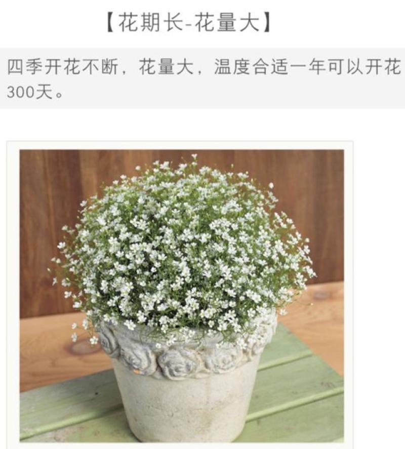满天星花种子四季种易活花卉室内外阳台盆栽满天星花草种籽