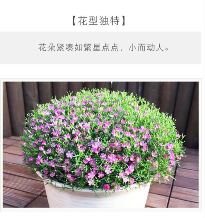 满天星花种子四季种易活花卉室内外阳台盆栽满天星花草种籽
