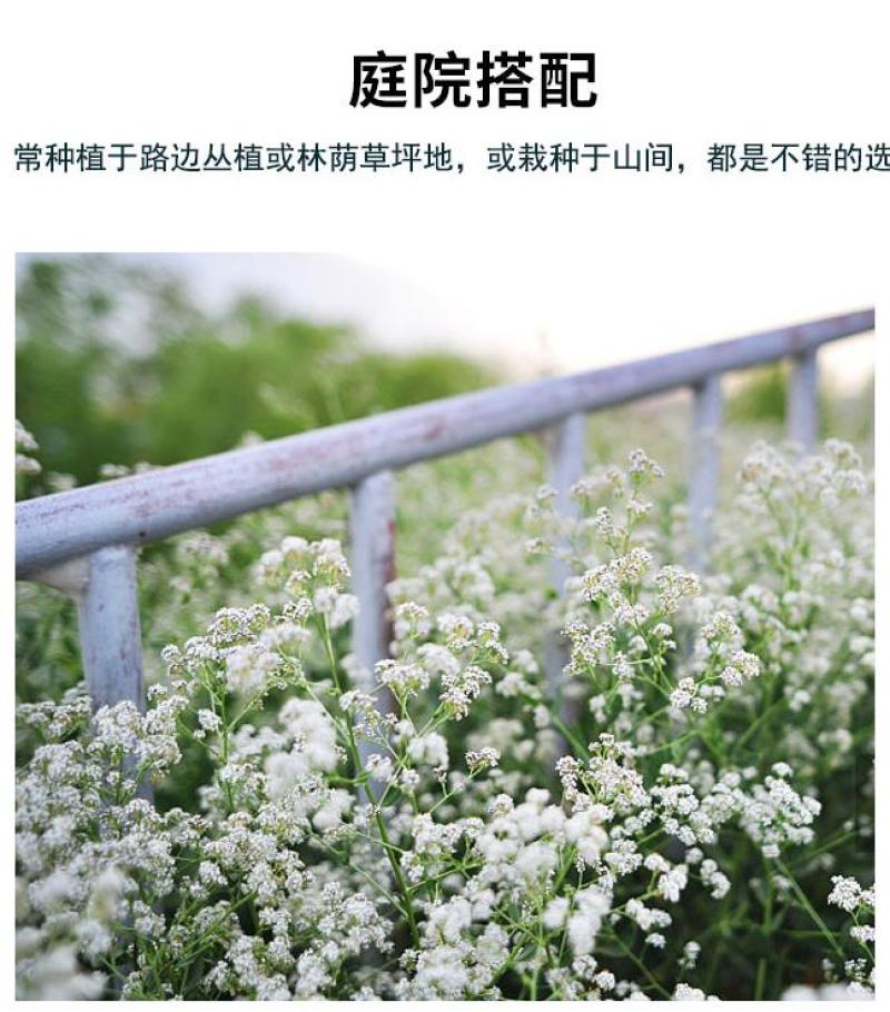 满天星花种子四季种易活花卉室内外阳台盆栽满天星花草种籽