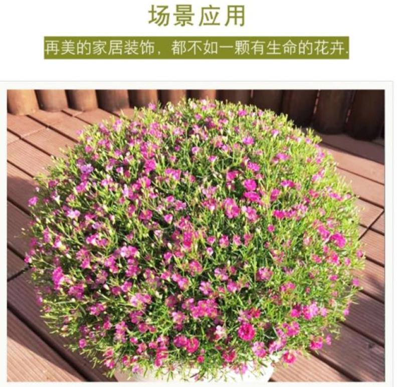 满天星花种子四季种易活花卉室内外阳台盆栽满天星花草种籽