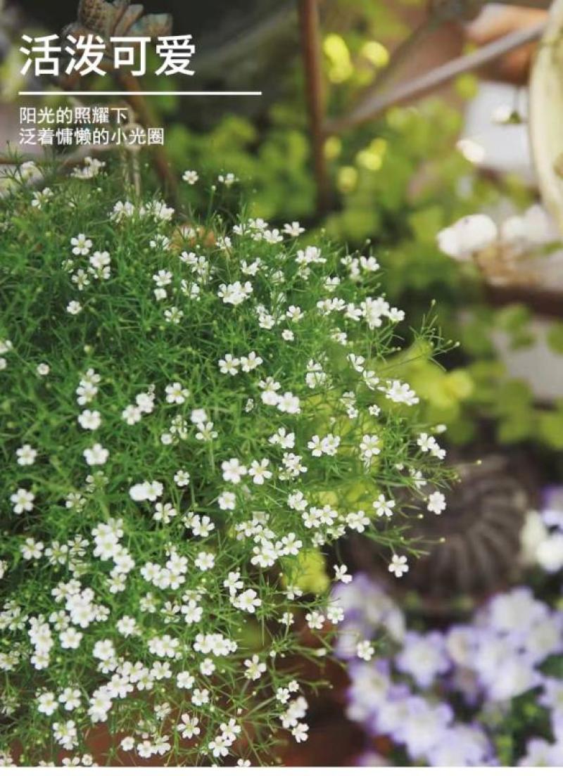 满天星花种子四季种易活花卉室内外阳台盆栽满天星花草种籽
