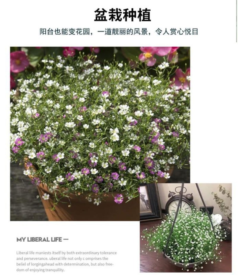 满天星花种子四季种易活花卉室内外阳台盆栽满天星花草种籽