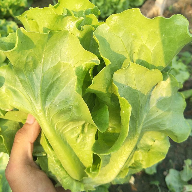 软尾生菜种子奶油生菜种籽四季高产抗病脆嫩无纤维大田播蔬菜