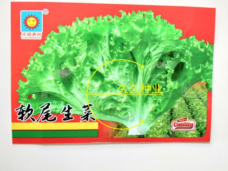 软尾生菜种子奶油生菜种籽四季高产抗病脆嫩无纤维大田播蔬菜