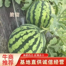 【精】安徽西瓜阜阳无籽美都8424品种齐全产地直发欢迎来电