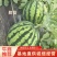 【精】安徽西瓜阜阳无籽美都8424品种齐全产地直发欢迎来电