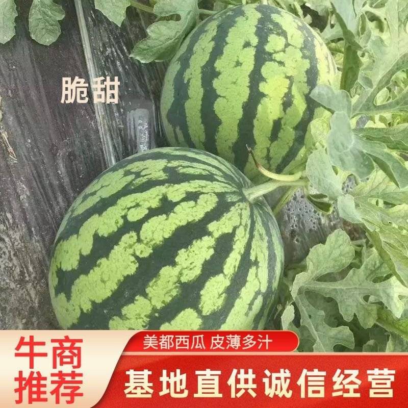 【精】安徽西瓜阜阳无籽美都8424品种齐全产地直发欢迎来电