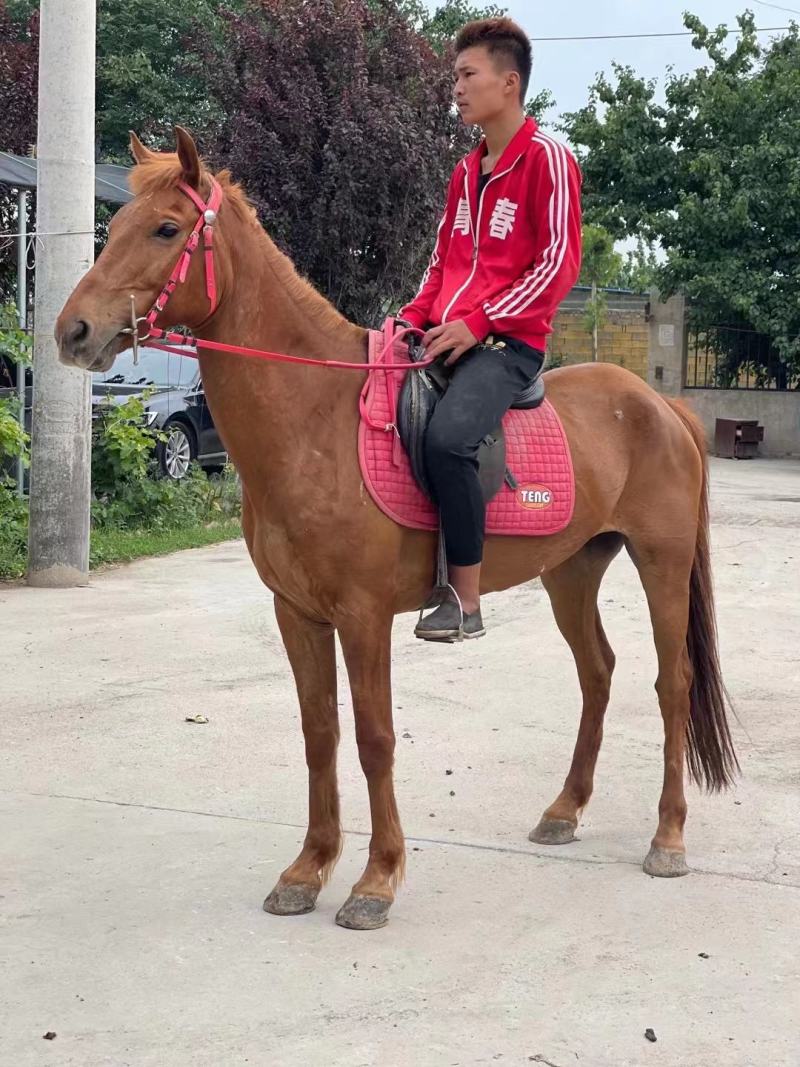 乘骑马俱乐部用景区专用马产地直发自己养殖一手货源