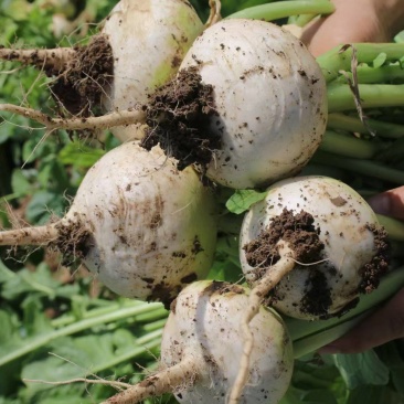 新疆恰玛古柯坪县新鲜蔬菜恰玛古强碱食物5斤蔓菁芜菁炖肉煲
