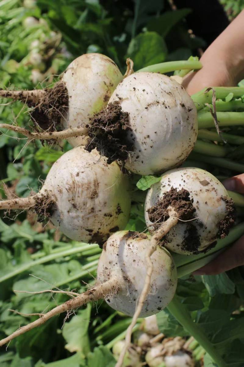 新疆恰玛古柯坪县新鲜蔬菜恰玛古强碱食物5斤蔓菁芜菁炖肉煲