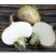 新疆恰玛古柯坪县新鲜蔬菜恰玛古强碱食物5斤蔓菁芜菁炖肉煲