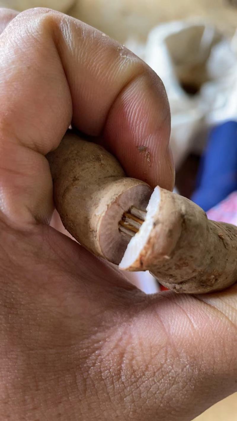 巴戟天一级鲜货