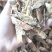 瓜蒌统装500g产地山东振兴药材购销站量大从优