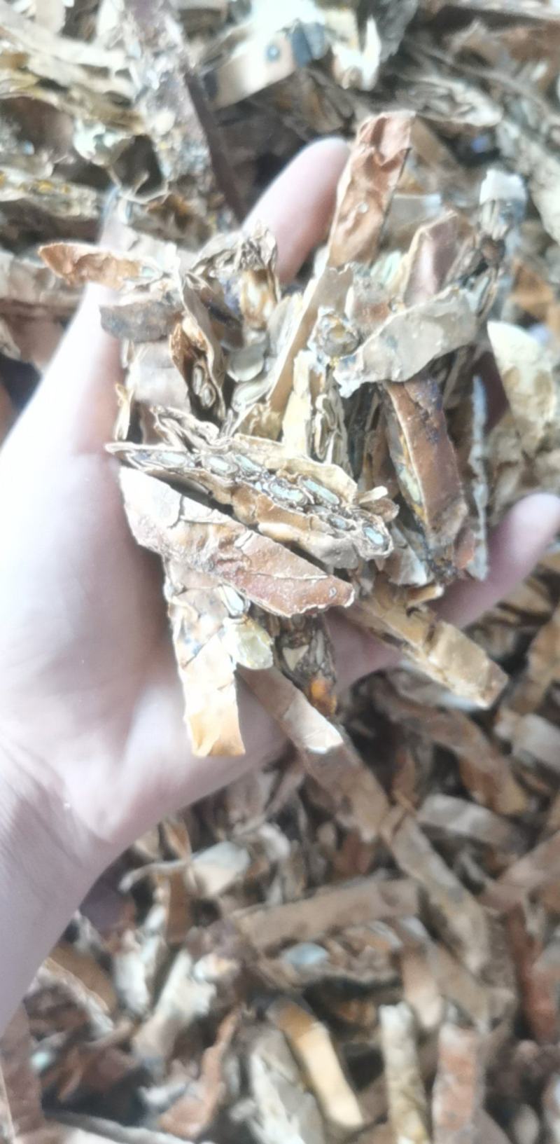 瓜蒌统装500g产地山东振兴药材购销站量大从优