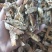 瓜蒌统装500g产地山东振兴药材购销站量大从优