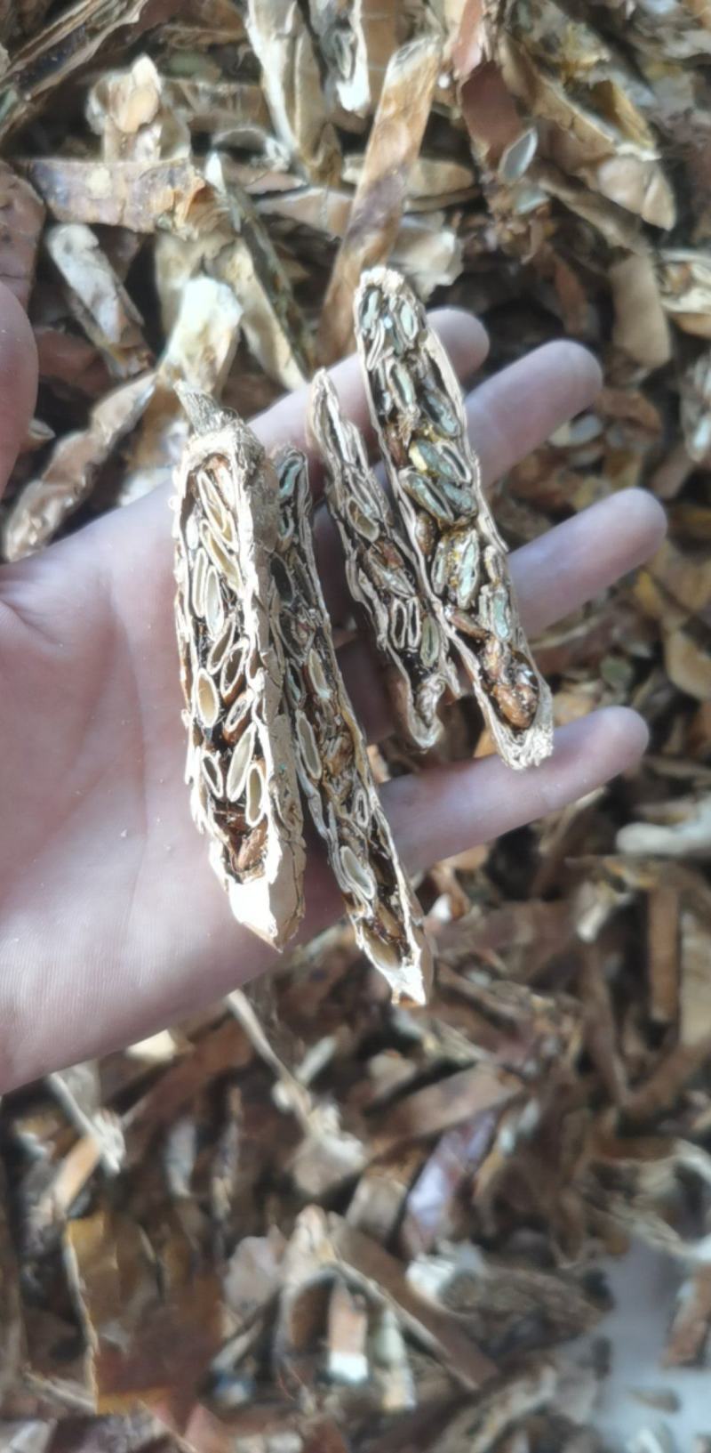 瓜蒌统装500g产地山东振兴药材购销站量大从优
