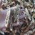 瓜蒌统装500g产地山东振兴药材购销站量大从优