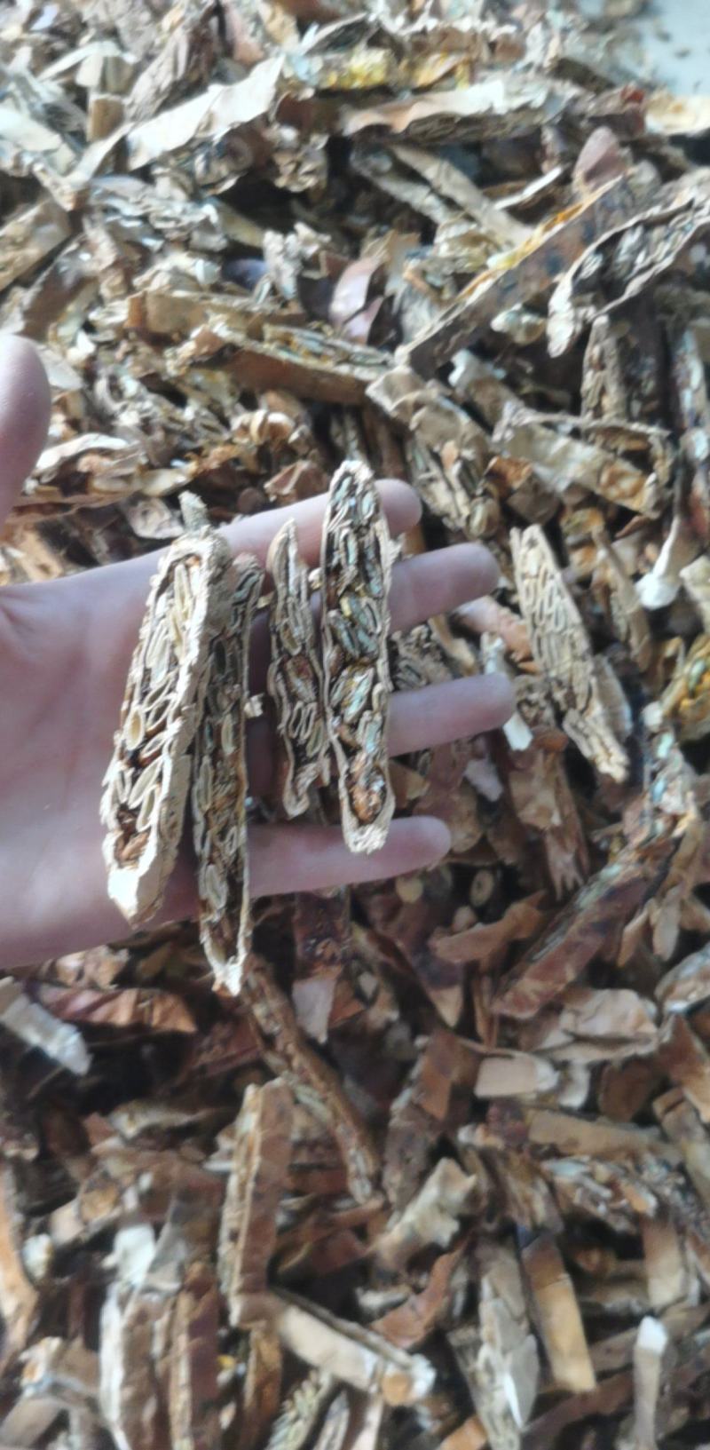 瓜蒌统装500g产地山东振兴药材购销站量大从优