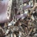 瓜蒌统装500g产地山东振兴药材购销站量大从优