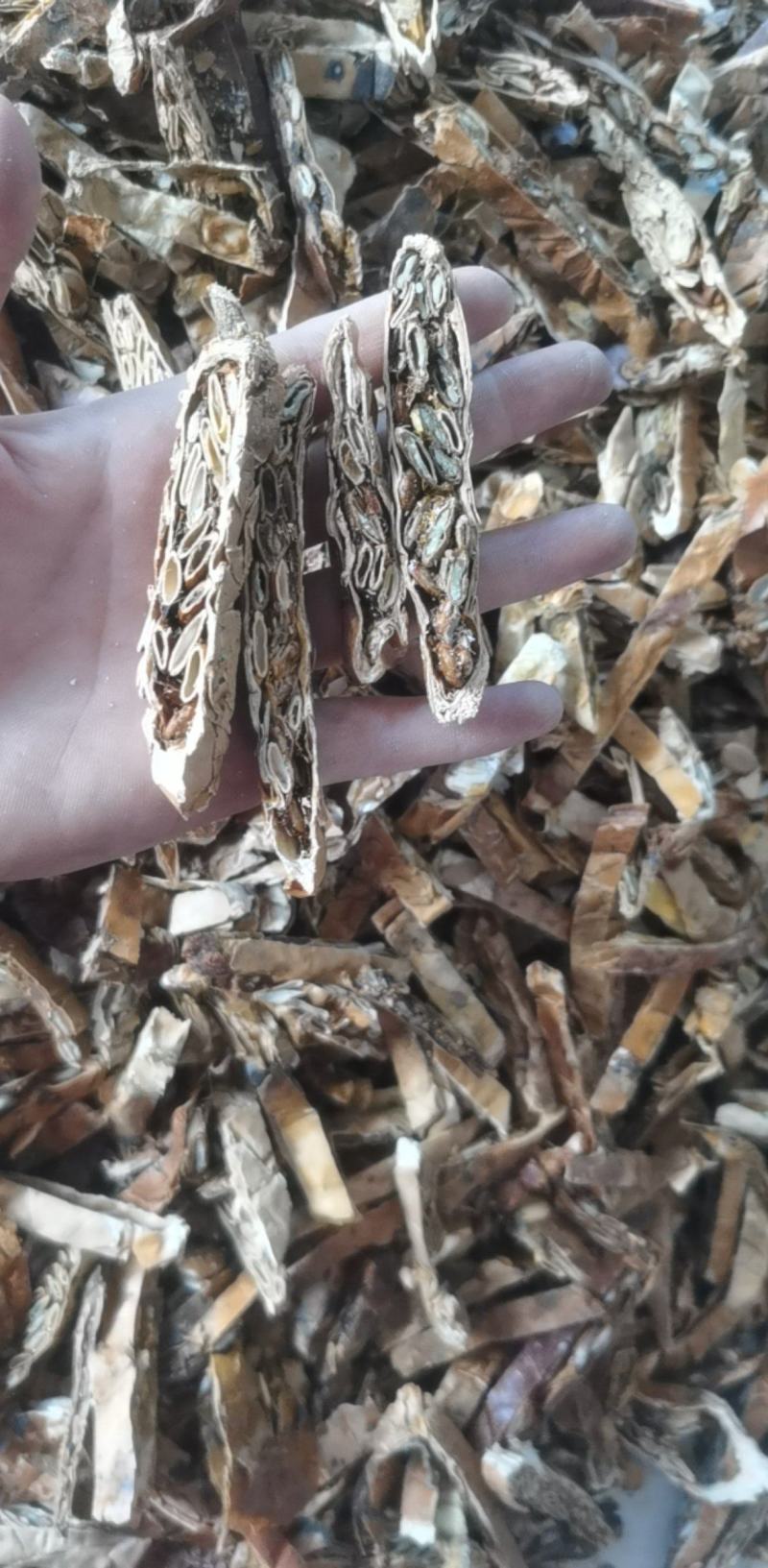 瓜蒌统装500g产地山东振兴药材购销站量大从优