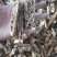 瓜蒌统装500g产地山东振兴药材购销站量大从优