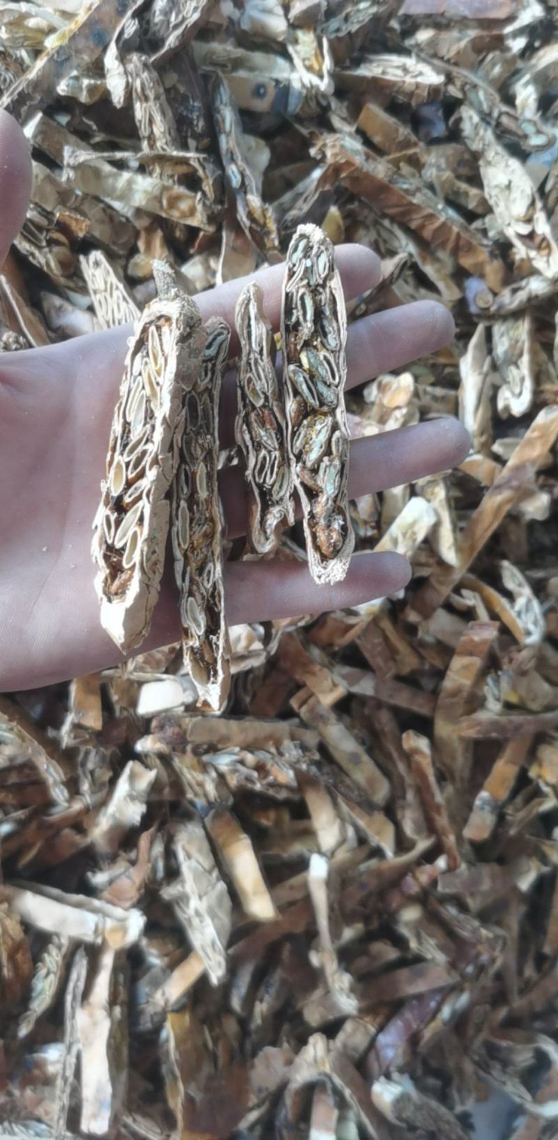 瓜蒌统装500g产地山东振兴药材购销站量大从优