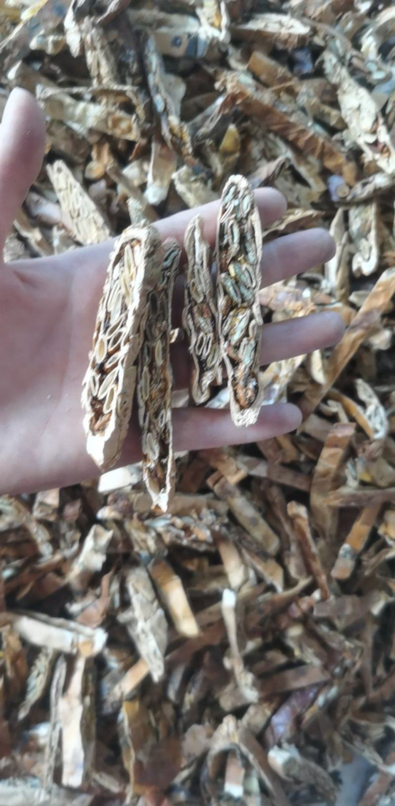 瓜蒌统装500g产地山东振兴药材购销站量大从优
