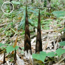 带壳高山野生牛尾笋竹笋新鲜现挖秋笋嫩笋尖小笋子