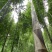 带壳高山野生牛尾笋竹笋新鲜现挖秋笋嫩笋尖小笋子