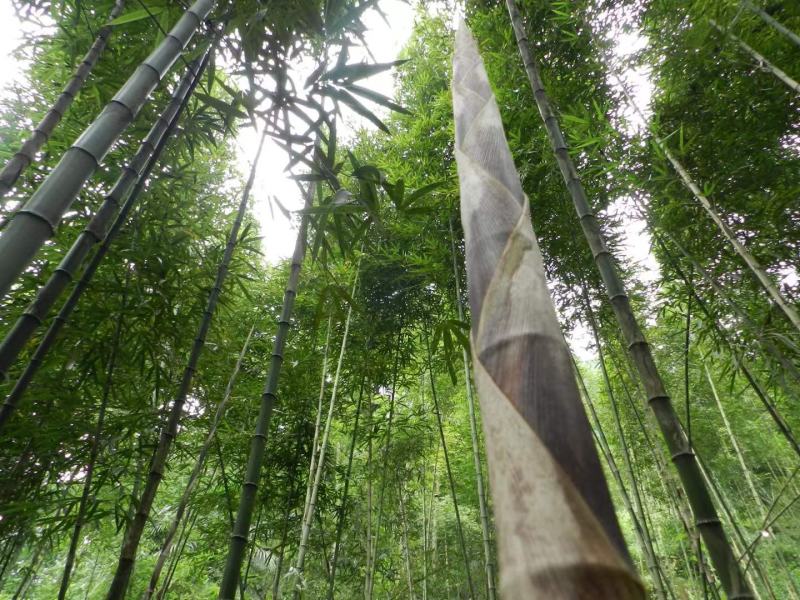 带壳高山野生牛尾笋竹笋新鲜现挖秋笋嫩笋尖小笋子