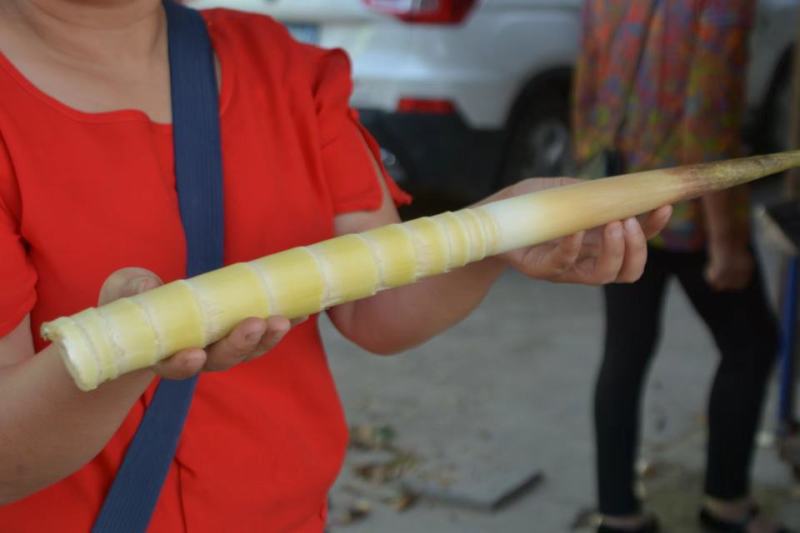 带壳高山野生牛尾笋竹笋新鲜现挖秋笋嫩笋尖小笋子