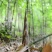 带壳高山野生牛尾笋竹笋新鲜现挖秋笋嫩笋尖小笋子