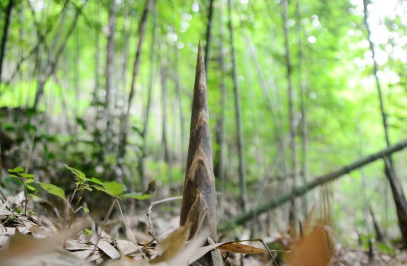 带壳高山野生牛尾笋竹笋新鲜现挖秋笋嫩笋尖小笋子