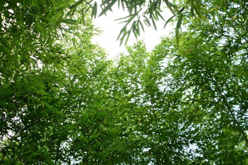 带壳高山野生牛尾笋竹笋新鲜现挖秋笋嫩笋尖小笋子