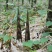 带壳高山野生牛尾笋竹笋新鲜现挖秋笋嫩笋尖小笋子